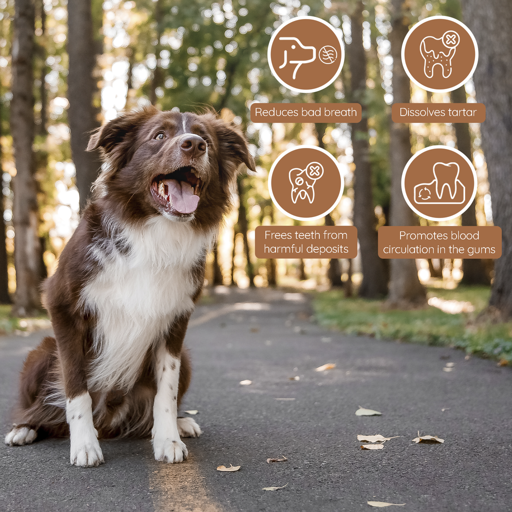 Olive Wood Dog Chew – Natural Chew Stick with Olive Oil