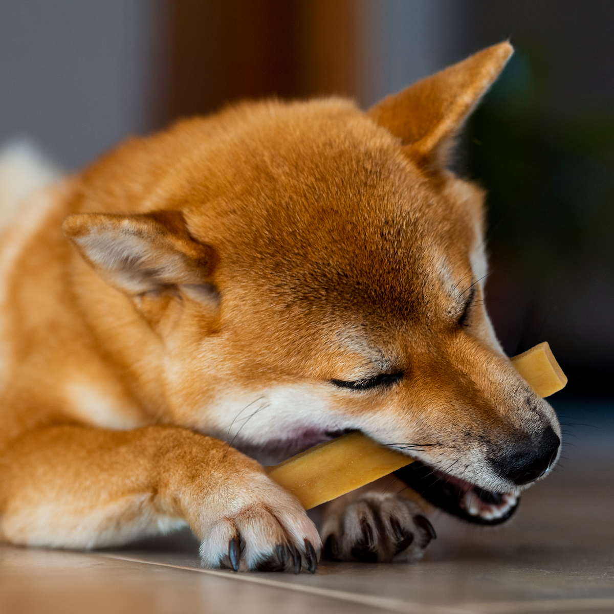 Hard Cheese Dog Chew – Long-Lasting Natural Chew